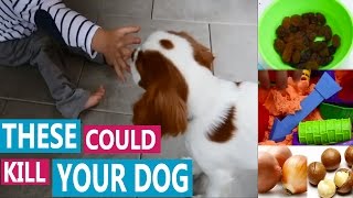 Potential Killers for Dogs | Dr Lisa reveals Poisonous Foods and Toxic Household Items